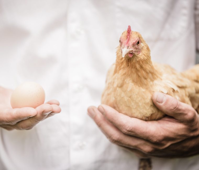 EGG AND CHICKEN