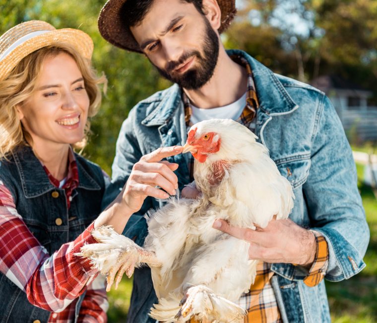 smiling couple of farmers in straw hats with chicken at farm FARMERS