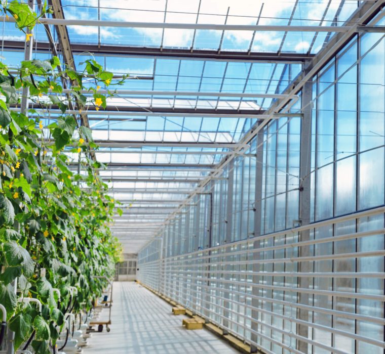 GREENHOUSE GREENHOUSE